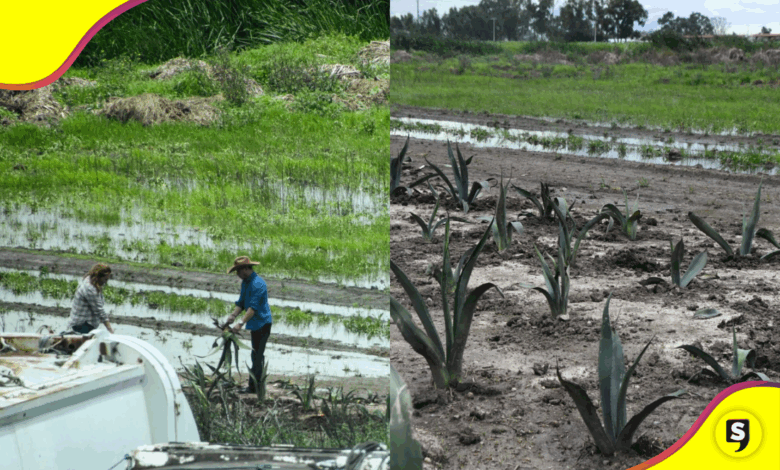 Campo de Tulancingo sufre por lluvias intensas