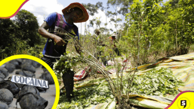 ONU revela: producción de cocaína en Colombia alcanza máximo histórico