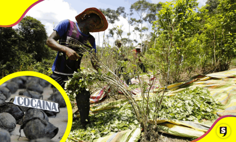 ONU revela: producción de cocaína en Colombia alcanza máximo histórico