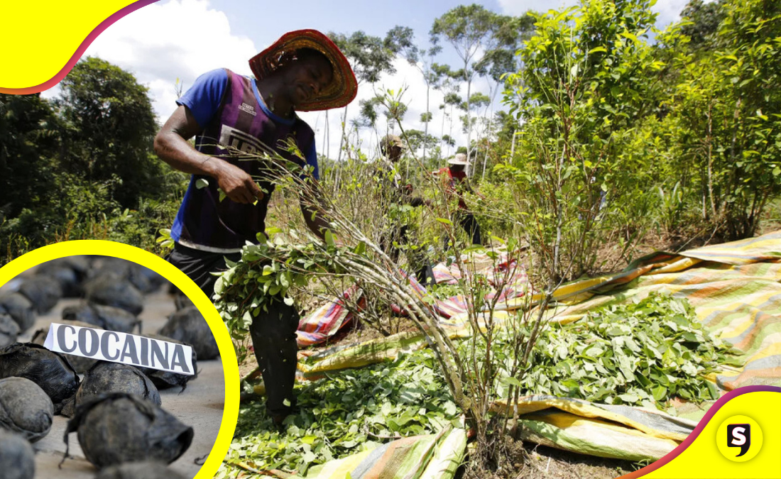 ONU revela: producción de cocaína en Colombia alcanza máximo histórico