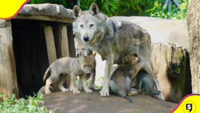 Cuatro lobos mexicanos Aragón