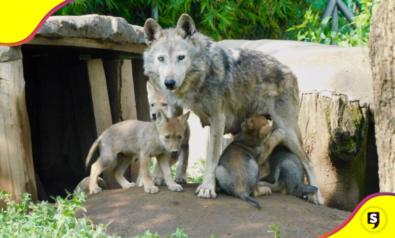 Cuatro lobos mexicanos Aragón