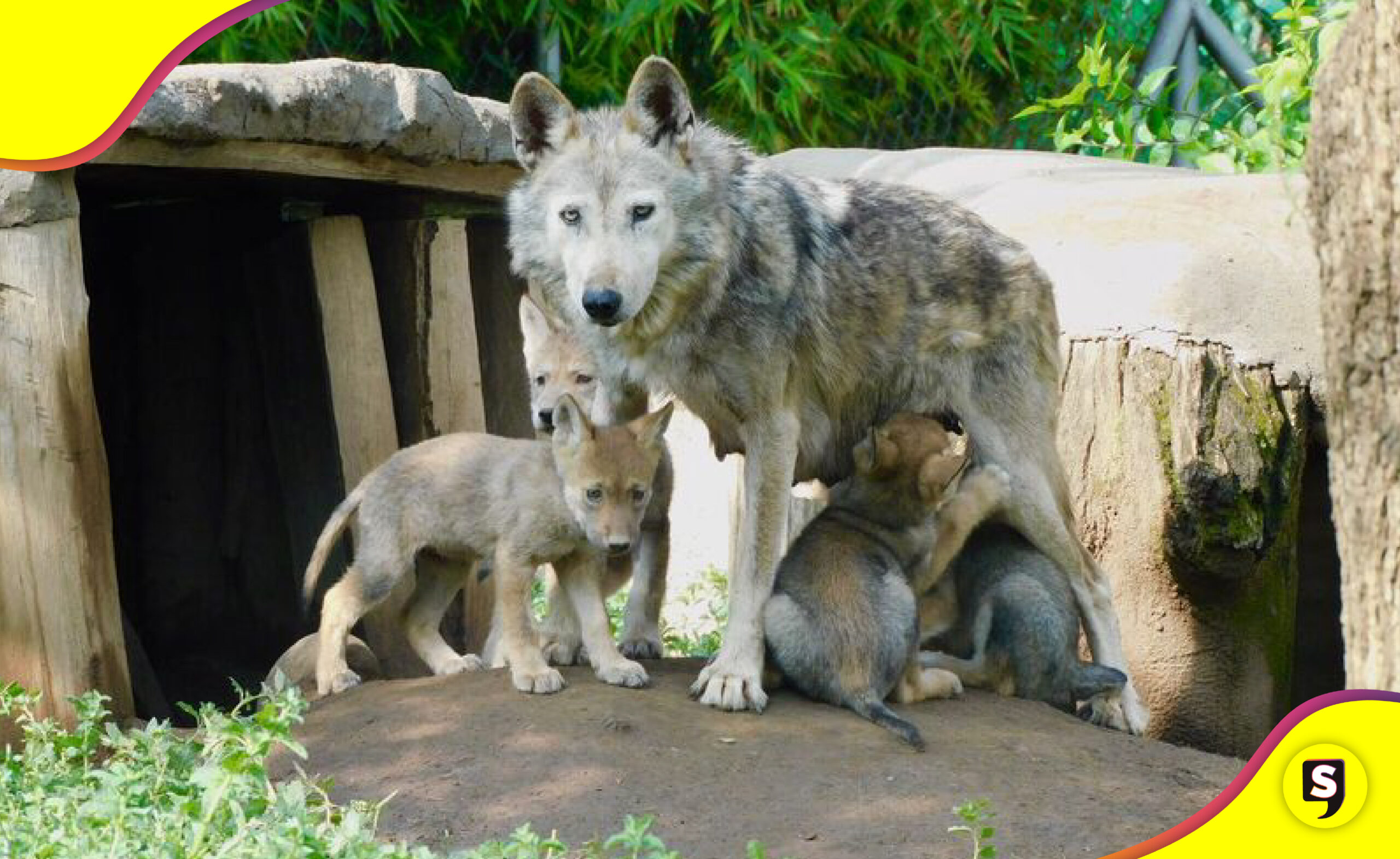 Cuatro lobos mexicanos Aragón