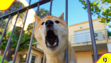 multas perro ladra mucho