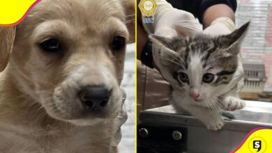 17 mascotas pedir dinero
