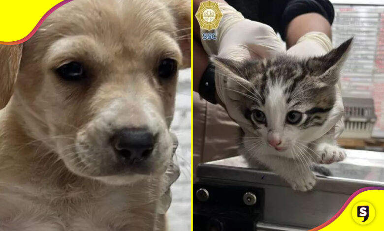 17 mascotas pedir dinero