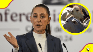 Gusano barrenador: Sheinbaum rechaza cierre fronterizo de EE.UU.