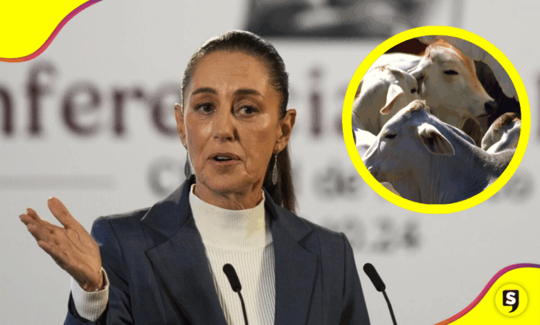 Gusano barrenador: Sheinbaum rechaza cierre fronterizo de EE.UU.