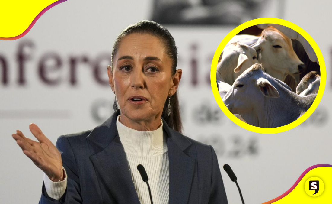 Gusano barrenador: Sheinbaum rechaza cierre fronterizo de EE.UU.