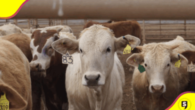 USDA reabre importación de ganado de México; inicia por Arizona