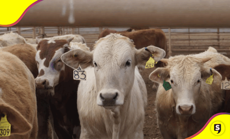 USDA reabre importación de ganado de México; inicia por Arizona