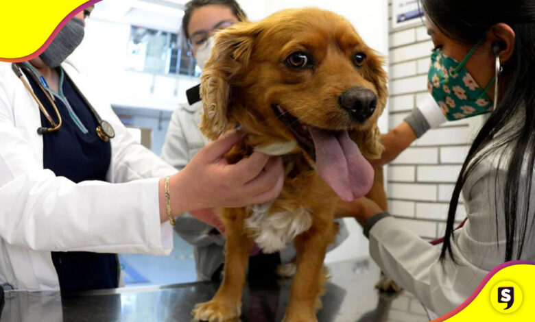 Fiscalía para animales en Edomex