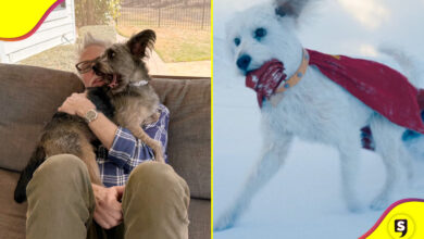 Krypto adopciones