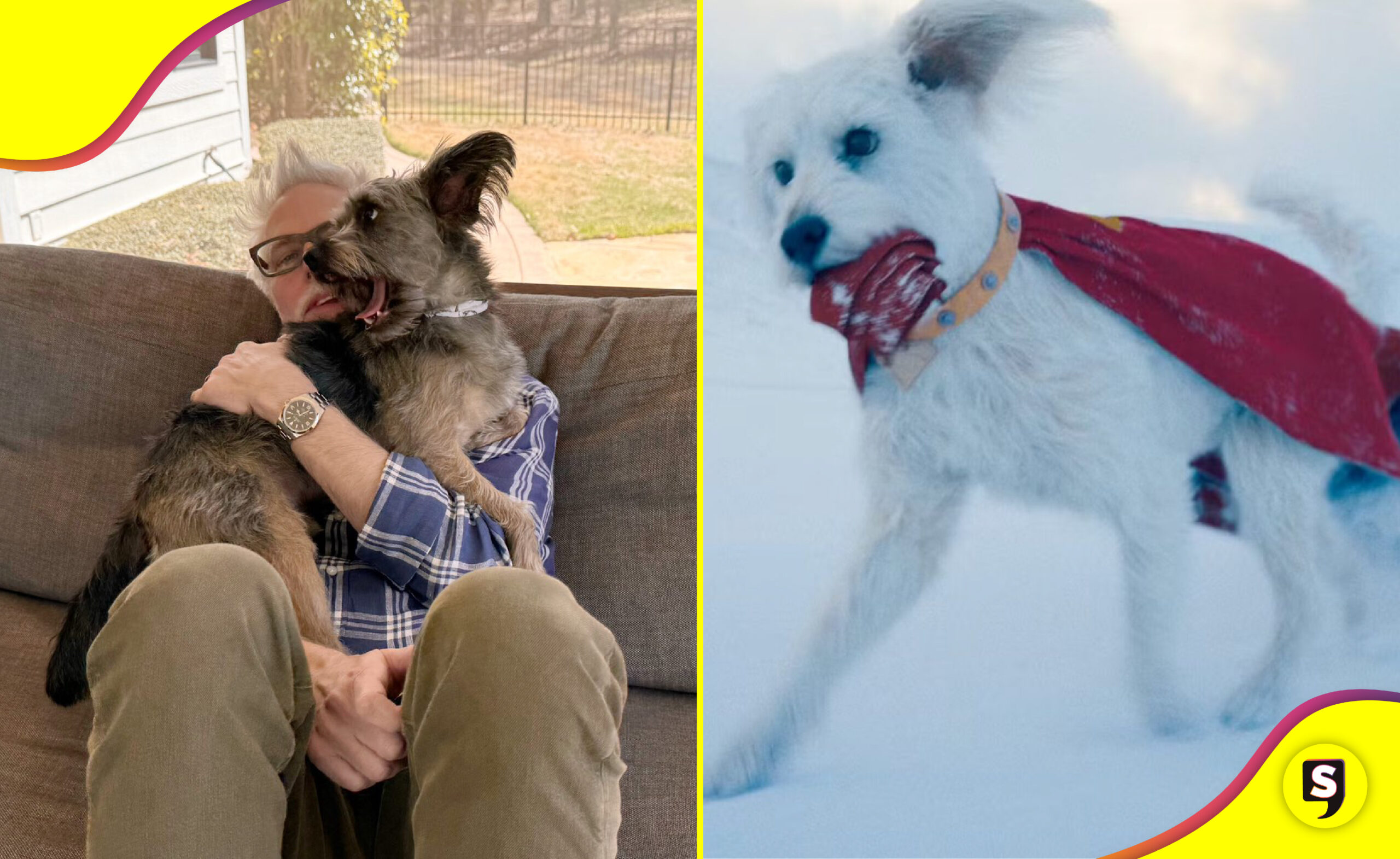 Krypto adopciones