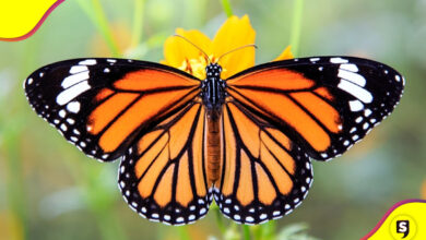 duplicó mariposas monarca en México