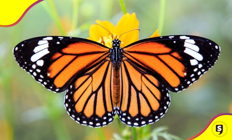 duplicó mariposas monarca en México