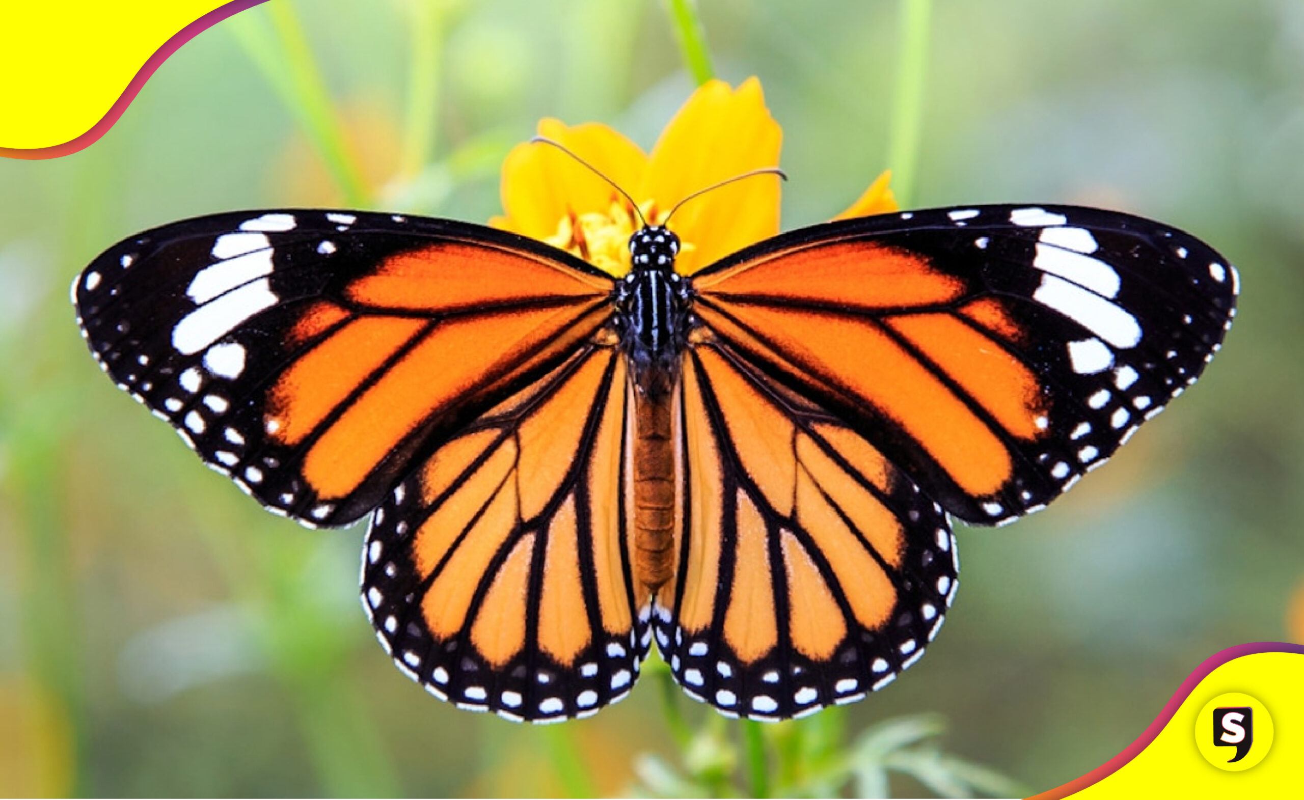 duplicó mariposas monarca en México