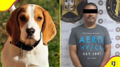envenenó a 8 perritos
