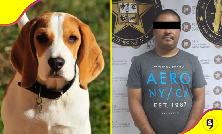envenenó a 8 perritos