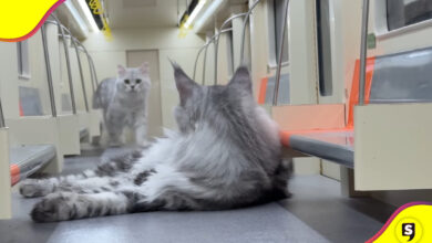 Metro para gatos
