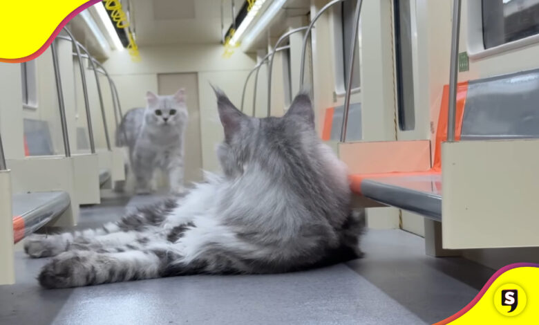 Metro para gatos