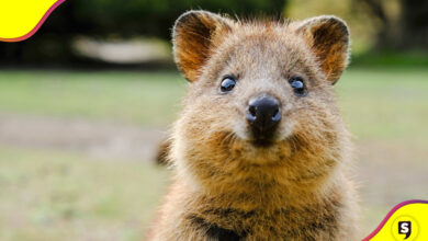 Quokka