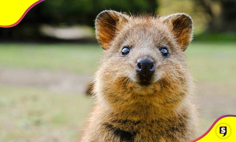 Quokka