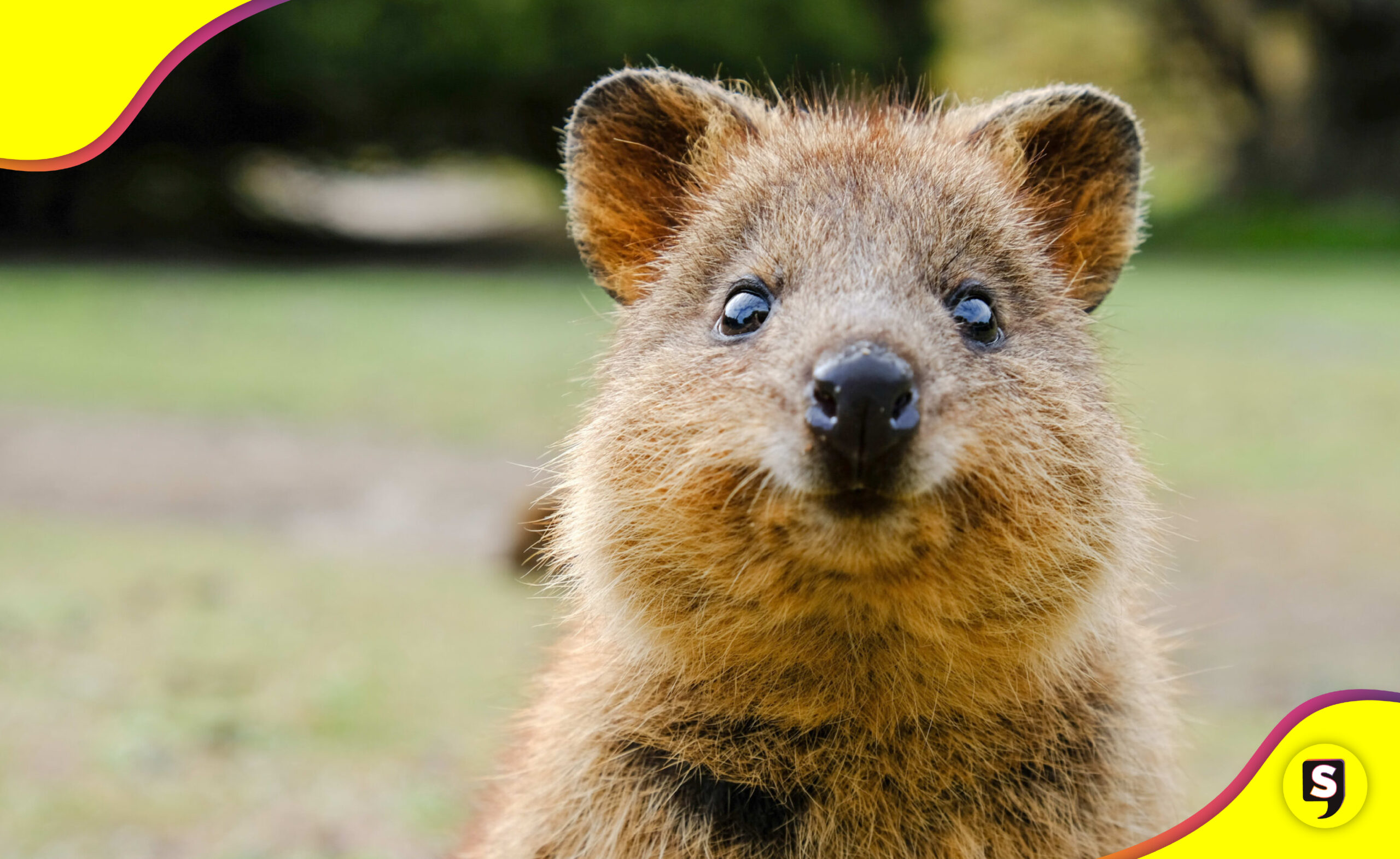 Quokka