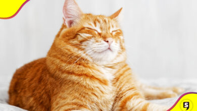 gatos naranjas