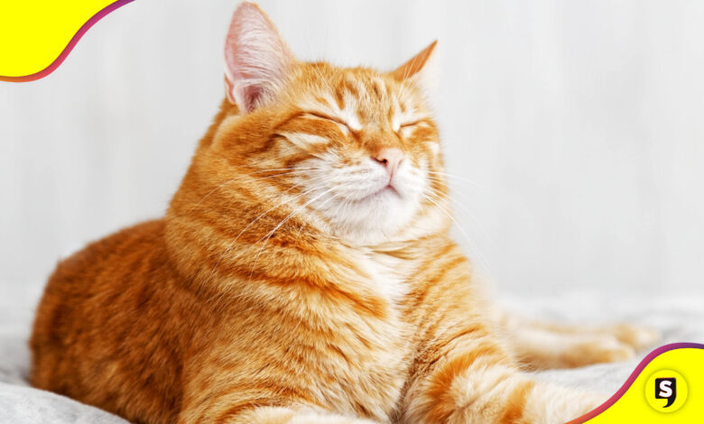 gatos naranjas