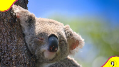 koala