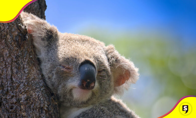 koala