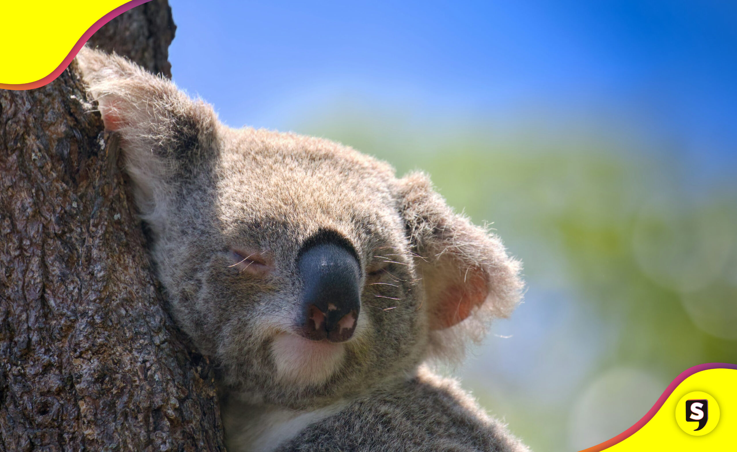 koala