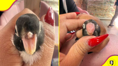 manicurista prótesis ave