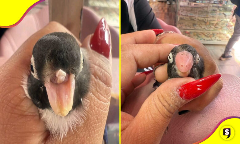 manicurista prótesis ave