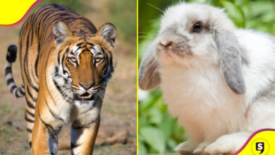 mascotas Zoológico en Dinamarca