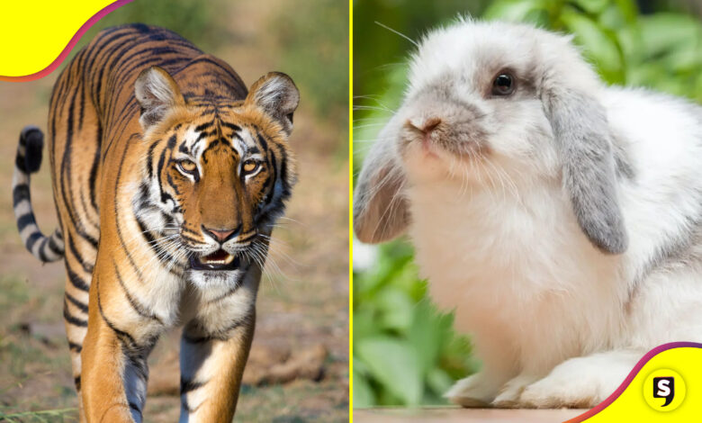 mascotas Zoológico en Dinamarca