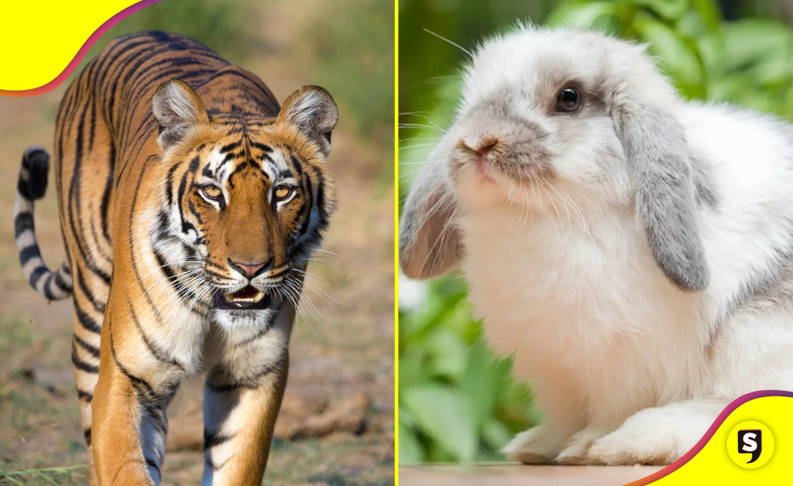 mascotas Zoológico en Dinamarca