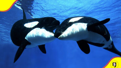 orcas Baja California Sur