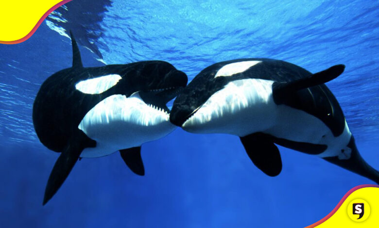 orcas Baja California Sur