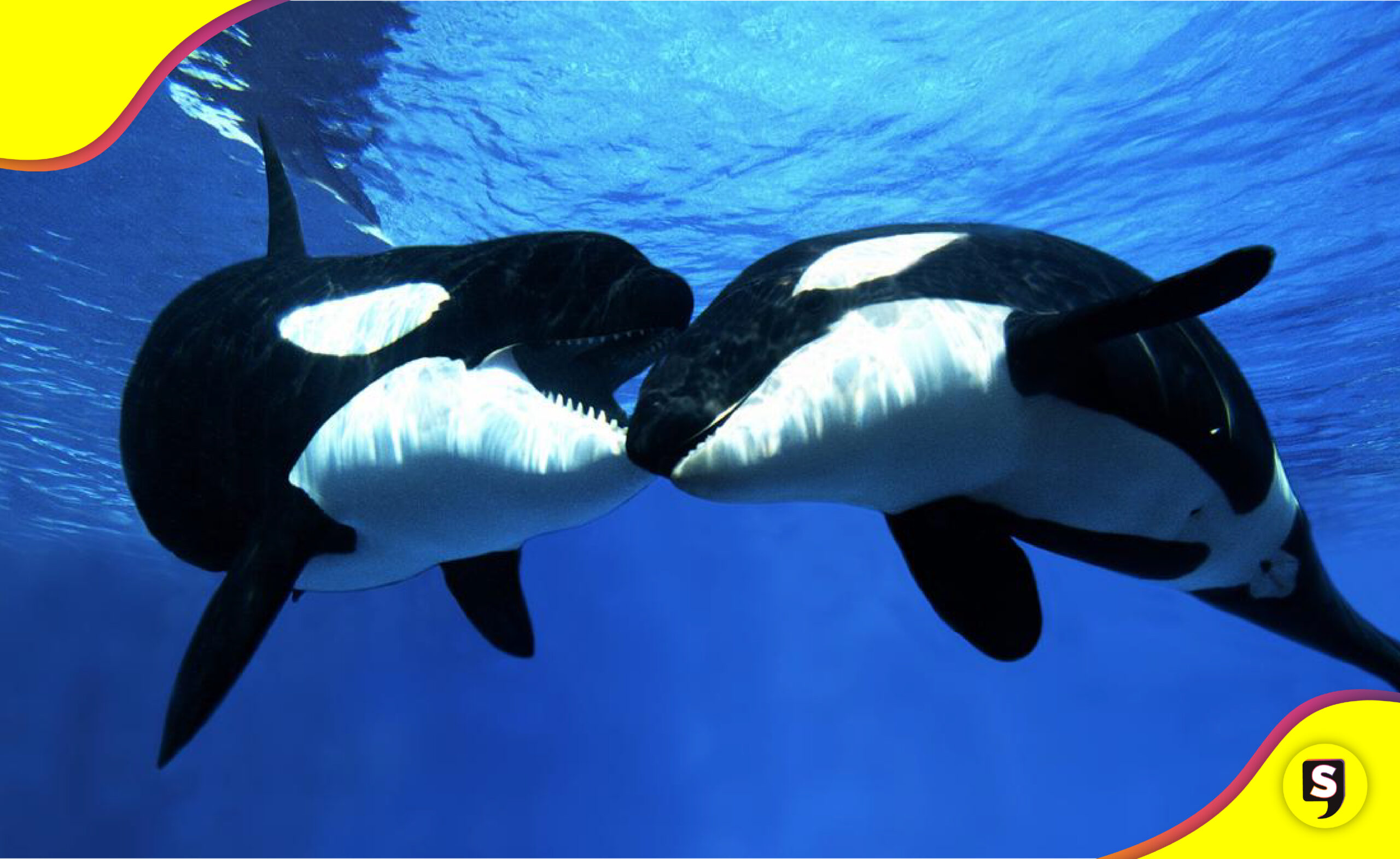 orcas Baja California Sur