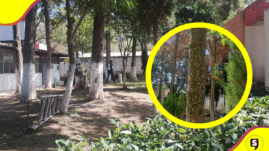 Tulancingo retira pinos por plaga de gusano descortezador