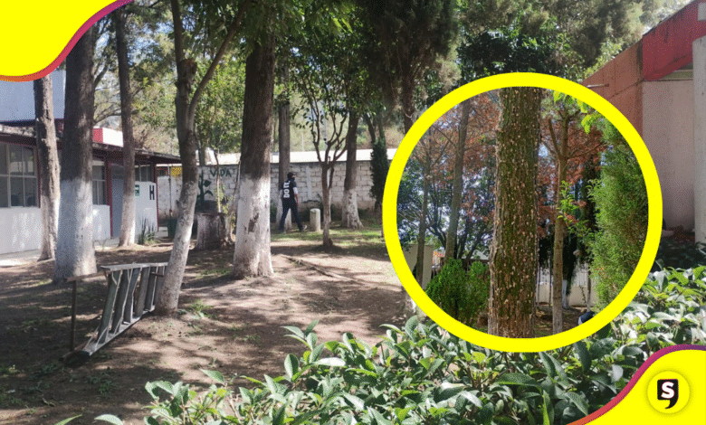 Tulancingo retira pinos por plaga de gusano descortezador