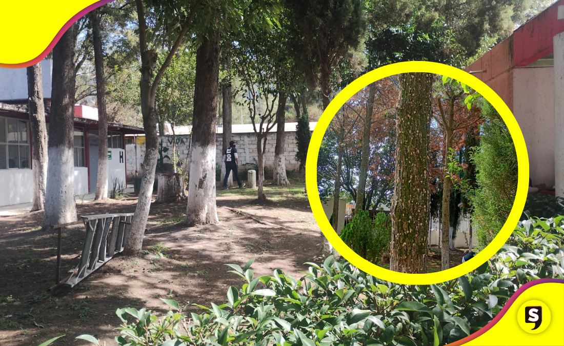 Tulancingo retira pinos por plaga de gusano descortezador