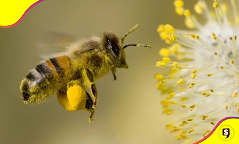 animales y plantas sonidos