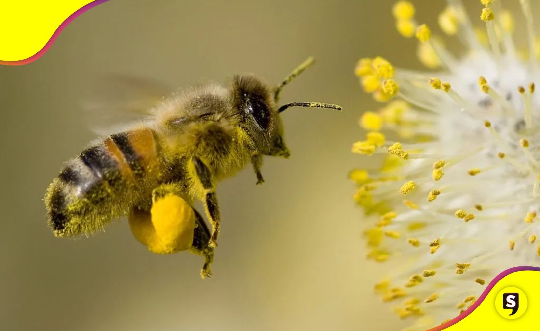 animales y plantas sonidos