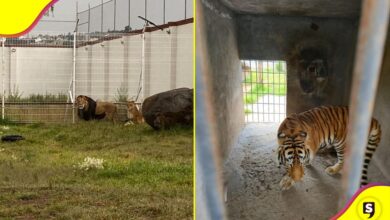 felinos Pachuca zoológico de Tulancingo