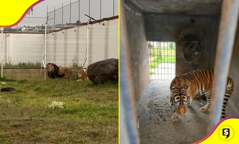 felinos Pachuca zoológico de Tulancingo