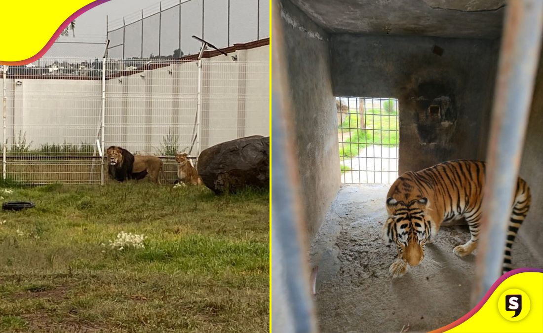 felinos Pachuca zoológico de Tulancingo