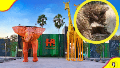 osa zoológico de Monterrey